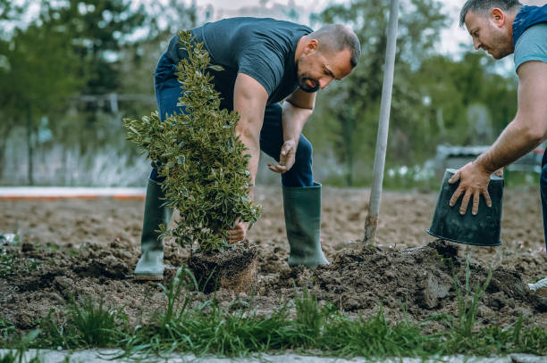 Best Tree Disease Treatment  in Heritage Lake, IL